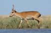 L’antilope saïga est en danger d’extinction. © Victor Tyakht, Fotolia 