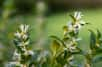 Petites fleurs hivernales de Sarcococca. © tom, Adobe Stock