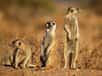 Le suricate (Suricata suricatta) surnommé « sentinelle du désert »