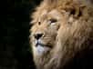 Les lions sont « en danger critique », il y a 25 ans ils étaient 43 % plus nombreux, ils ne sont plus que 35.000.