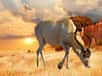 L'addax, antilope à nez tacheté est une espèce endémique de l'Afrique