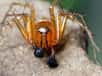 Araignée lynx - Oxyopes salticus