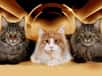 Trio de chats Maine Coon