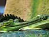 Gange gavial