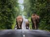 Humour : troupeaux d'éléphants se rendant en ville !