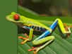 Grenouille aux yeux rouges Agalychnis callidryas