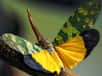 Cicadelle Pyrops candelarius originaire du Viêt Nam