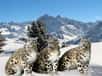 La panthère des neiges un félin énigmatique des montagnes d’Asie centrale