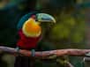 Toucan à ventre rouge vit dans mes forêts humides du sud-est du Brésil