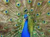 Le paon un oiseau majestueux aux plumes bleues