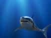 Grand requin blanc