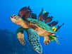 Voyage à dos de tortue de mer