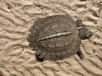 Jeune tortue asiatique des marais vivant en Malaisie