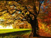 « L'automne est le printemps de l'hiver » Toulouse-Lautrec