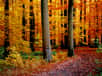 Vue automnale de la forêt de Soignes - Belgique