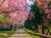 Printemps :  les cerisiers du Japon en fleurs