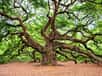 L’Arbre Ange (Caroline du Sud) : un chêne vénérable de 1500 ans, 20 m de haut, 8,5 mètres de circonférence