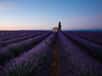 Provence, champs de lavande près de Valensole