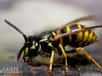 Guêpe vespula vulgaris