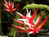 Heliconia angusta