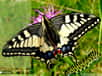 Machaon