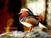 Canard Mandarin