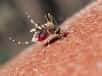Les arbovirus sont transmis par des arthropodes piqueurs comme les moustiques. © Amir Ridhwan, Shutterstock