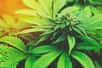 Les cannabinoïdes endogènes ont un effet rappelant celui du THC du cannabis. © EpicStockMedia, Shutterstock