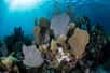 Les récifs coralliens sont le site d’une grande biodiversité parfois menacée. © Ethan Daniels, Shutterstock