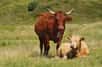 Le ministère de l’Agriculture a confirmé un cas de vache folle, ou ESB (encéphalopathie spongiforme bovine), dans un élevage des Ardennes. Il n’y aurait toutefois pas à ce jour de risque lié à la consommation de viande bovine. Le dernier cas sur le territoire français remonte à 2004.