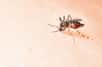 Une étude préclinique réalisée sur des souris suggère qu’un vaccin contre le virus Zika est faisable. Des essais sur l’Homme devraient avoir lieu avant la fin de l’année 2016.