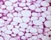 Les adipocytes du tissu adipeux blanc contiennent une grande vacuole emplie de lipides. ©Jose Luis Calvo, Shutterstock