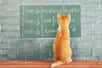 D'après des chercheurs japonais, les chats auraient des notions sur la gravité et peuvent prévoir la présence d'un objet invisible grâce à des informations auditives. Ils comprendraient donc des lois de base de la physique.
