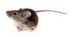Des souris ont pu recouvrer la vue. Pour réussir cette prouesse, les chercheurs ont reprogrammé des cellules nerveuses pour qu’elles reprennent leur croissance et, en même temps, stimulé la vision des souris. Un espoir pour traiter des maladies telles que le glaucome, les lésions de la moelle épinière ou la maladie d’Alzheimer.