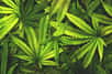 Les feuilles séchées de Cannabis sativa peuvent être fumées. © OpenRangeStock, Shutterstock