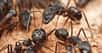 Dans la fourmilière, chaque fourmi joue un rôle précis. © Pavel Krasensky, Shutterstock