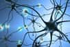 Lors des apprentissages, des connexions entre neurones (synapses) sont renforcées. © StudioSmart, Shutterstock