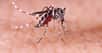 Le virus Zika est un flavivirus qui se transmet par une piqûre de moustique du genre Aedes, quand l’insecte s’est auparavant nourri du sang d’une personne déjà infectée. Comment reconnaître les symptômes d'une infection par le virus Zika ? Existe-t-il des traitements ?