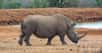 Le rhinocéros blanc d’Afrique a vu sa population augmenter ces dernières années. © Travel Stock, Shutterstock