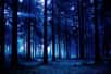 Pour la première fois, des chercheurs ont observé des arbres qui reposaient leurs branches la nuit en les abaissant de 10 cm environ. Ces changements physiques évoquent une forme de sommeil ou un cycle jour-nuit, déjà observé chez des plantes plus petites.