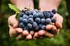Le resvératrol, un composé présent dans les raisins rouges, limite le risque d’athérosclérose grâce à son action sur le microbiote intestinal. Ces propriétés pourraient en faire un moyen de prévenir des maladies cardiovasculaires.
