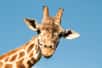 La comparaison des génomes de la girafe et de son proche cousin, l’okapi, a permis d’identifier des gènes qui expliquent l’exceptionnelle anatomie de la girafe. Car avoir de longues jambes et un long cou impose aussi des contraintes aux systèmes cardiovasculaire et musculo-squelettique.