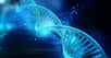 Un allèle est une version d'un gène (lui même étant un fragment déterminé d'une séquence d'ADN). Si un allèle est neutre, il ne confère ni avantage ni inconvénient du point de vue de la sélection naturelle. © Creations, Shutterstock 