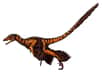 Les coelurosauriens regroupent les dinosaures bipèdes apparentés aux oiseaux, comme ce&nbsp;Sinornithosaurus. Souvent de petite taille, la superfamille a connu des membres géants à la fin du règne des dinosaures, durant le Crétacé, comme le tyrannosaure. © FunkMink, Wikipédia, cc by sa 3.0