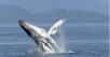 Les baleines à bosse protègent leurs petits des attaques des orques, mais elles interviennent aussi pour sauver des phoques et d’autres cétacés. L'an dernier, des chercheurs avaient étudié 115 cas de ce genre, rapportant même celui d’une baleine secourant... un poisson. Pourquoi font-elles cela ? Mystère.