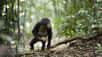 En Afrique de l’ouest, et seulement là, des chimpanzés ont une drôle d’habitude : ils jettent de lourdes pierres contre un arbre, toujours le même. La signification de ce comportement est énigmatique. Les découvreurs, qui l'ont décrit en 2016, pensent qu’il est peut-être de la même nature que les rituels humains.