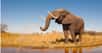 Le résultat d’une longue étude menée sur le terrain, en Afrique, est sans appel : le nombre d’éléphants de savane a chuté de 30 % entre 2007 et 2014. L’interdiction du commerce de l’ivoire avait enrayé la baisse des effectifs mais le trafic illégal a depuis repris de plus belle. Les observateurs n’ont trouvé que 352.000 de ces pachydermes. Il y en avait plus de vingt millions il y a un siècle. L'éléphant de forêt ne va pas mieux.