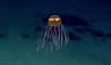 Au tout début d'une campagne en cours dans les profondeurs de l'océan Pacifique, des chercheurs américains ont filmé, à l'aide d'un engin télécommandé, une magnifique hydroméduse, dont l'espèce n'avait jamais été décrite.