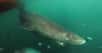 Le requin du Groenland atteint souvent les cinq mètres alors qu’il ne grandit que d’environ un centimètre par an. C'est donc qu'il doit avoir une longévité remarquable. Avec une méthode originale, au carbone 14, des chercheurs viennent en effet de révéler que l’un des spécimens avait sans doute atteint près de 400 ans. C’est le record absolu pour un vertébré, et une grande surprise pour les zoologistes.