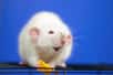 Des chercheurs sont parvenus à modifier les marques du vieillissement dans le génome de souris. Grâce à trois gènes, des souris ont retrouvé l'acuité visuelle de leur jeunesse.